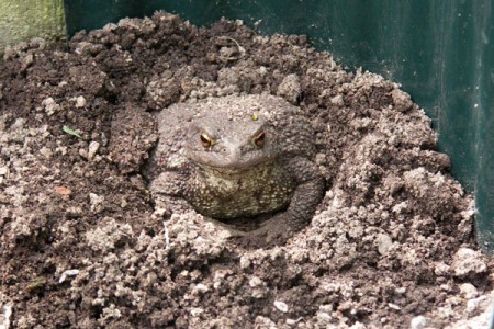 Ropucha obecná - samice